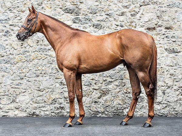 Hugely promising first season sire Cotai Glory stands at Tally Ho Stud 