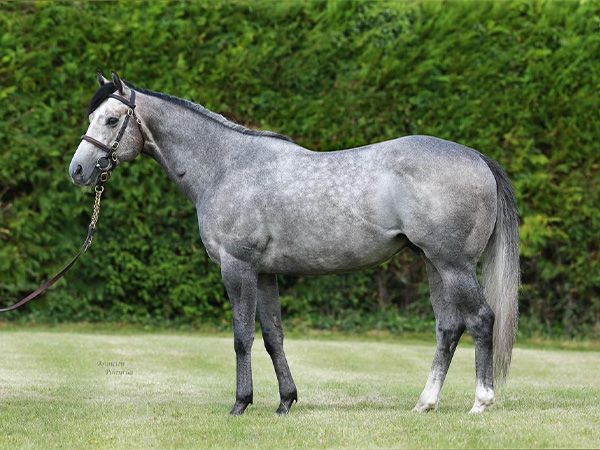 A Lifetime Breeding Right to Havana Grey will be offered in the Tattersalls Online November Sale 