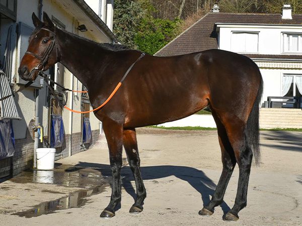 Lot 48 MEDIA NARANJA was purchased for 110,000 guineas by Tom Malone Bloodstock in the Tattersalls Online December Sale 