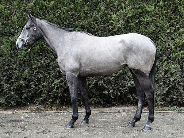 French National Hunt trainer Hugo Merienne will offer the exciting PETITE AMADEE in the Tattersalls Online February Sale 