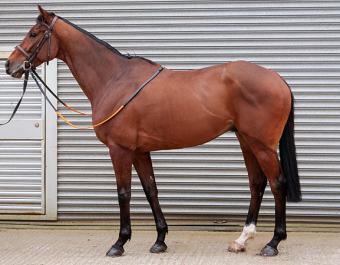 Lot 26 MORIKO DE VASSY topped the Tattersalls Online March Sale for 85,000 guineas
